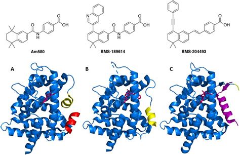 Crystal Structures Of Rara With Different Ligands A Agonist Bound