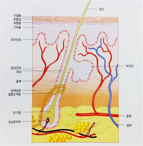 모발이란 모발의 구조와 모발의 역활 네이버 블로그