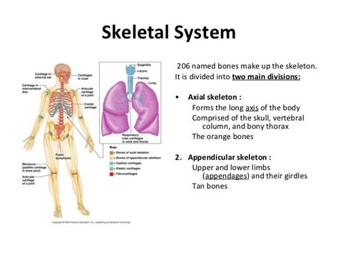 Lesson Plan Skeletal System Project Skeletal System Project Science