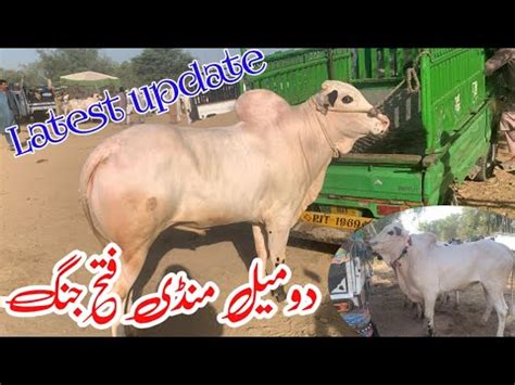 Today Domail Mandi 31 5 2024 Latest Update Ll Part 3 Ll Bhatta Chowk