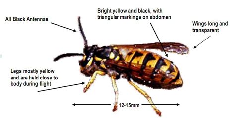 European Hornet Sting