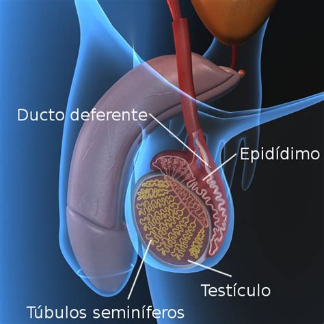 Anatomia Del Testiculo