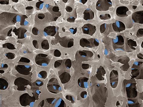 normalhumanvertebralbonestructure  bloomsbury centre