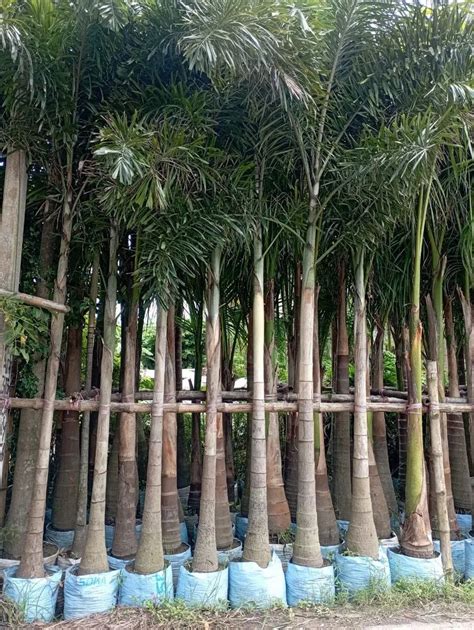 Well Drained Phoenix Dactylifera Palm Trees For Garden 25 Feet At Rs