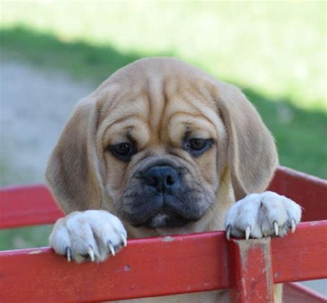 15 Cute And Funny Pictures Of Puggle Puppies That Will Make Any Dog