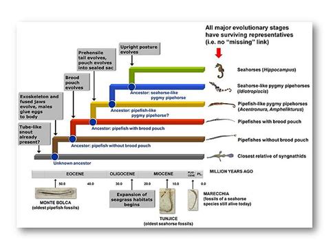 Syngnathidae Family - Paternal Care