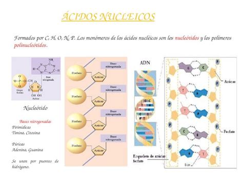 PPT ÁCIDOS NUCLEICOS Formados por C H O N P Los monómeros de los