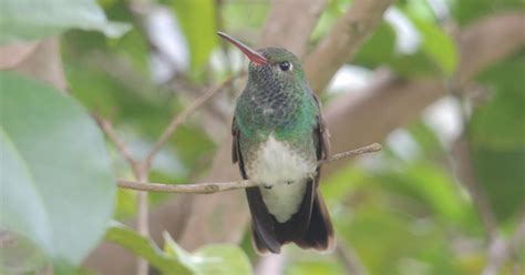 Beija Flor De Garganta Verde Biofaces Bring Nature Closer