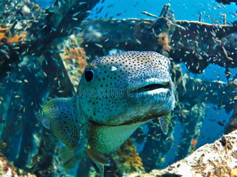 Funny and Cute Puffer Fish Smiling Stock Image - Image of aquarium, animal: 212900875