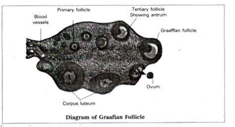 Draw A Labelled Diagram Of Graafian Follicle