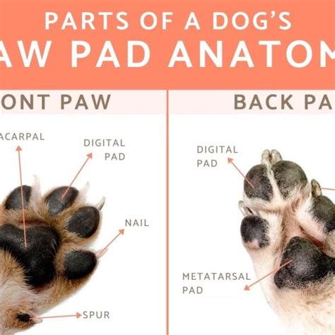 Dog Paw Anatomy