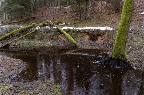 Vieille For T Dans Le Marais Des Troncs D Arbres Pais Recouverts De