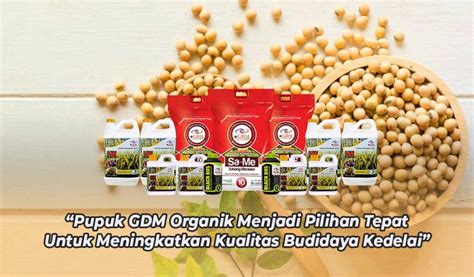 Cara Budidaya Kedelai Lokal Hasilkan Kualitas Maksimal