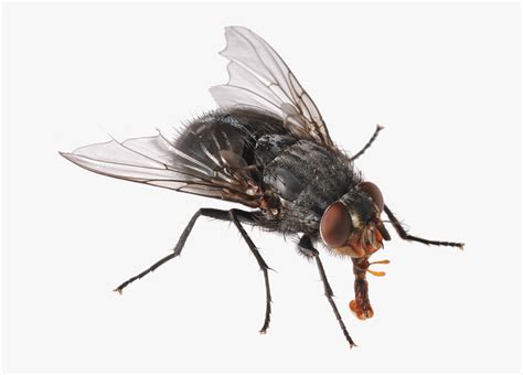 Garrapatas - Fly Hd Png, Transparent Png - kindpng