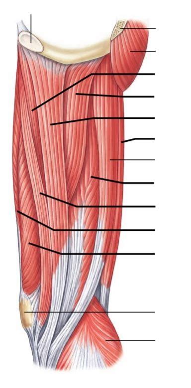 Thigh Muscles Medial Diagram Quizlet