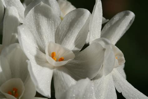 Narcissus Flower Meaning Flower Meaning - Narcissus Pictures