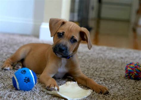 The Rhodesian Ridgeback Lab Mix - Is This The Right Dog For You? | Your ...