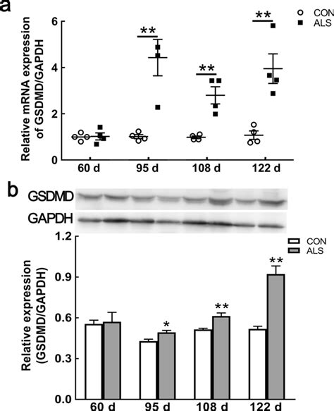 Upregulation Of GSDMD In The Spinal Cord Of ALS Mice With Disease