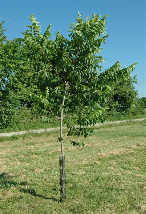 Northern Pecans: Summer pruning a young pecan tree