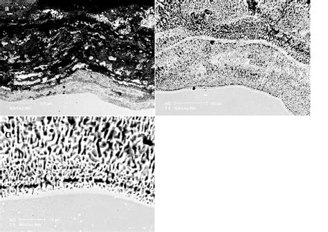 Cross Sectional Morphologies Of Nial Ag After Corrosion In Molten