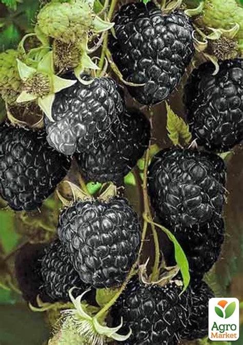 Чорна малина "Black Jewel" купити поштою в Одесі, Києві, Україні | Agro ...