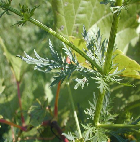 Artemisia annua (annual wormwood, sweet sagewort): Go Botany