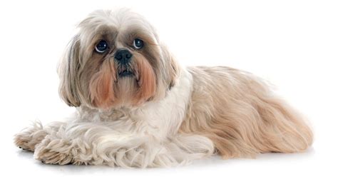 Shih Tzu Full Grown: What You Need To Know Best Guide 2025 - Dog Fluffy