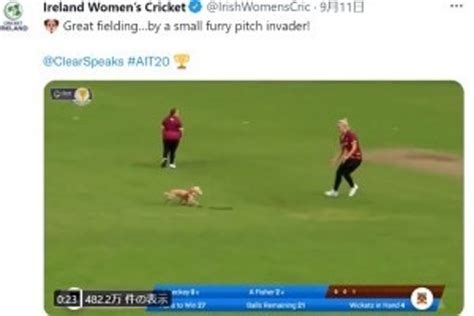 クリケットの試合に大興奮の犬が乱入 見事ボールをキャッチして実況者も笑い止まらず（北アイルランド）＜動画あり＞（テックインサイト）