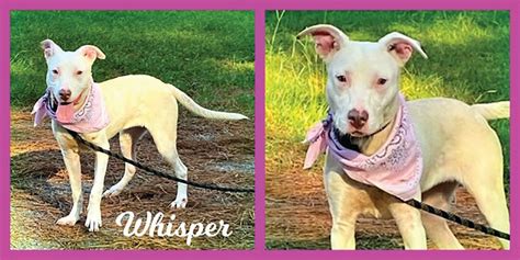 Sumter Animal Control's Whisper is a wonderful, beautiful girl - The ...