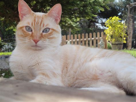 los gatoflautas razas de gatos mas comunes  curiosas