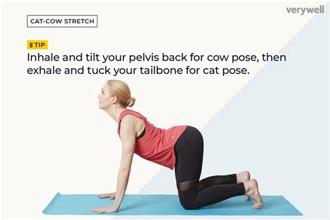 cat   pose