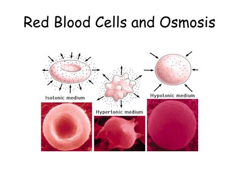 Ppt The Movement Of Molecules Diffusion Osmosis Active Transport