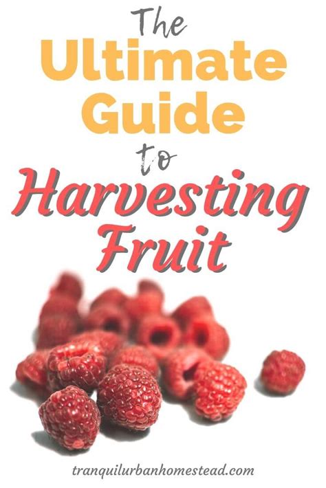 Harvesting Fruit 101 Time To Enjoy The Amazing Abundance Healthy