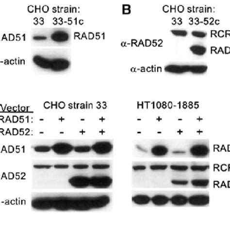 Overexpression Of Human Rad And Or Rad Decreases Dsbinduced Hr In