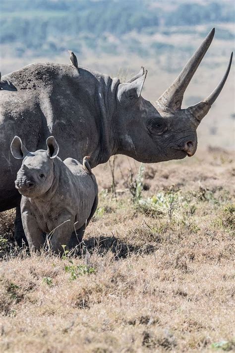 Too Cute Baby Rhino En 2020 Baby Rhino Animals Friends Wildlife