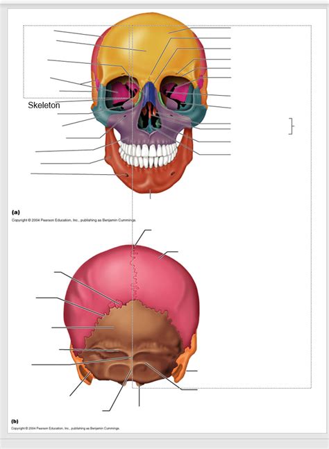 Anterior And Posterior View Of The Skull Diagram Quizlet