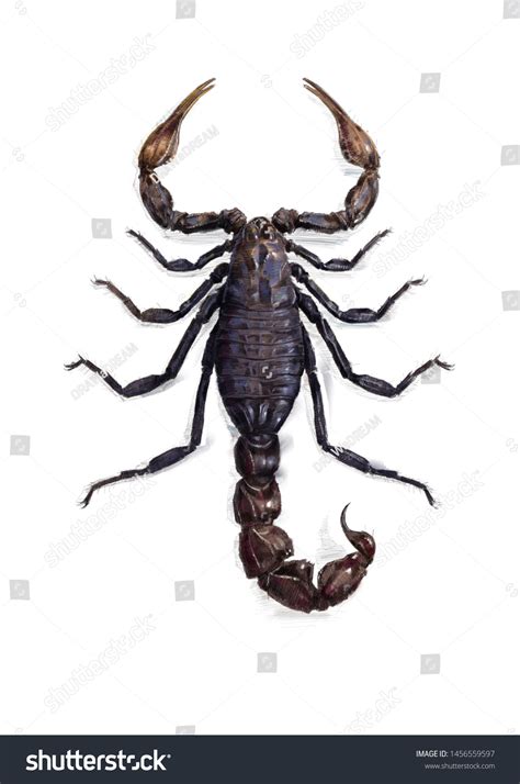 Scorpion Colour Pencil Drawing On White Stock Illustration 1456559597 ...