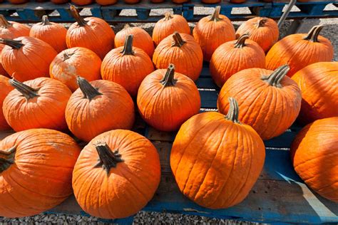 Camp Helen State Park Pumpkin Patch West End Pcb