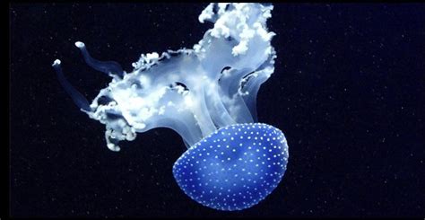 Does anyone know what species of Jellyfish this is? I’m using it as a ...