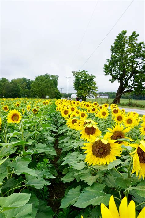 Sunflower Fields 2017! - The Glorious Mundane