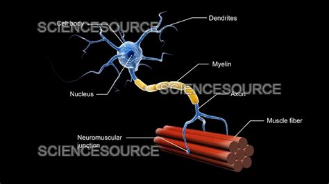 Structure Of Motor Neuron Stock Image Science Source Images