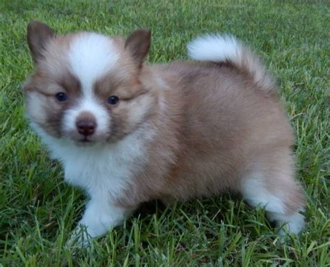 What Do You Know about the Latest Hybrid Dog “Pomsky”? – Pouted Online Lifestyle Magazine