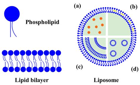 Molecules Free Full Text Lipid Based Nanostructures For The Delivery Of Natural Antimicrobials