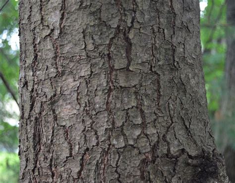 Eastern White Pine: Majestic Tree with Historical Significance