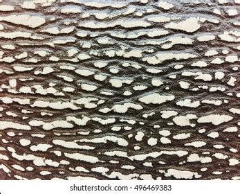 163 Shark skin texture Stock Photos, Images & Photography | Shutterstock