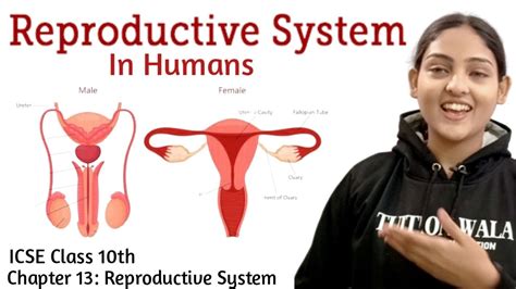 Icse Class Biology Chapter The Reproductive System One Shot Icse