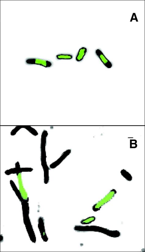 Production Of DNA Free Bacteria After 2 AP Treatment In The Dam Mutant