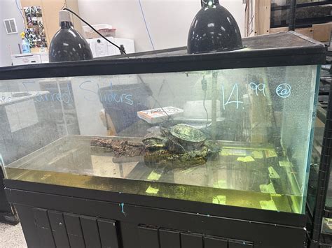 This is my local pet stores turtle, thoughts? : r/reptiles