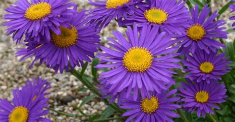 Aster alpinus Dunkle Schöne Alpenaster Voorjaarsaster