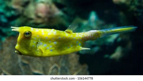 Funny Face Yellow Cowfish Stock Photo 106144778 | Shutterstock